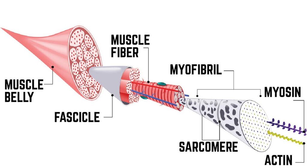 How Does Muscle Mass Work