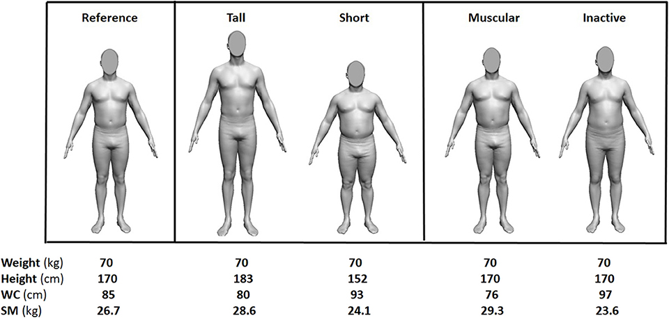 How Much Muscle Mass Do I Have