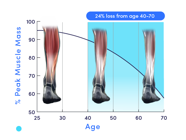 Why Does Muscle Mass Decrease With Age