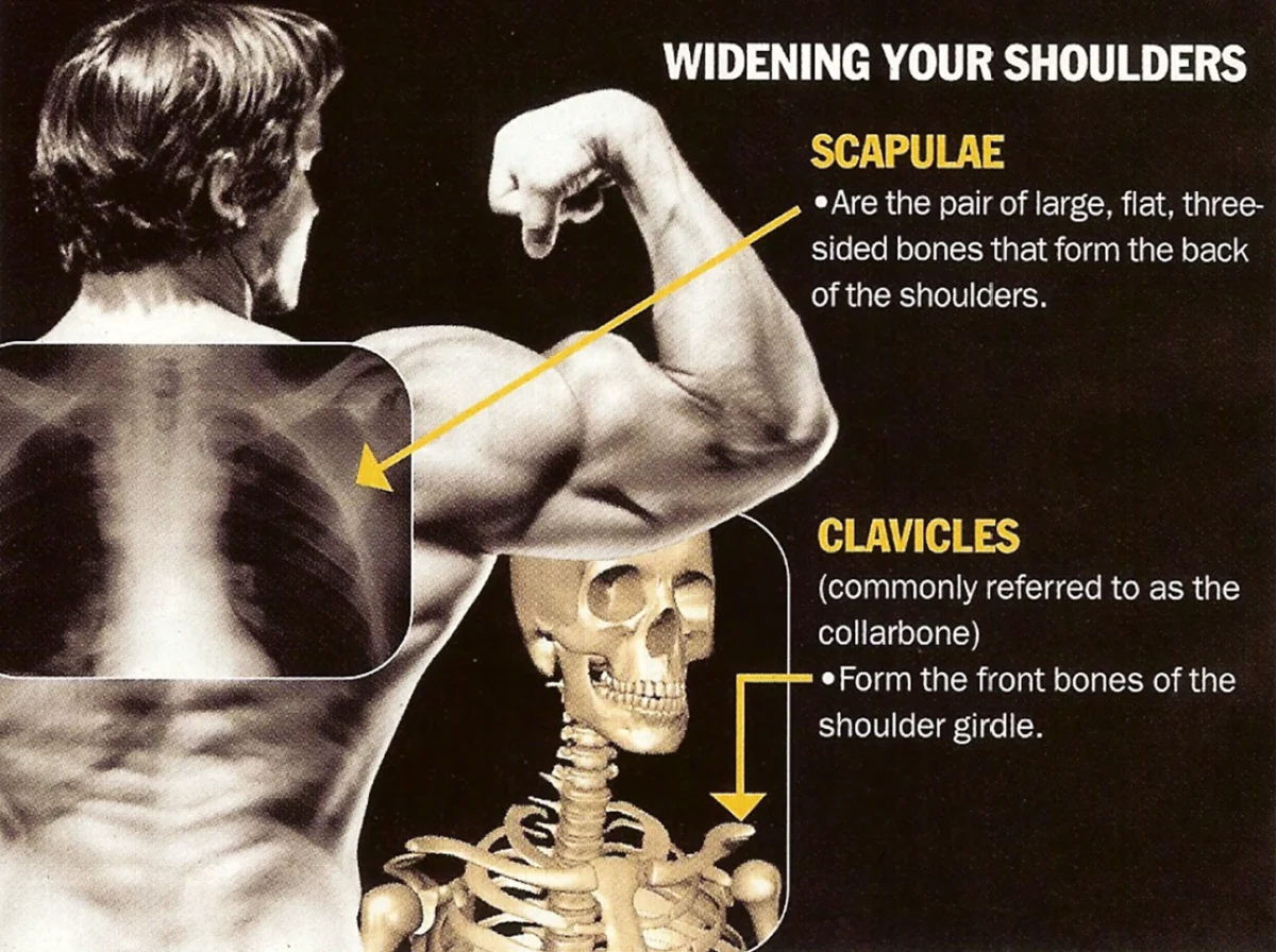 Anatomy Of The Shoulder Muscles